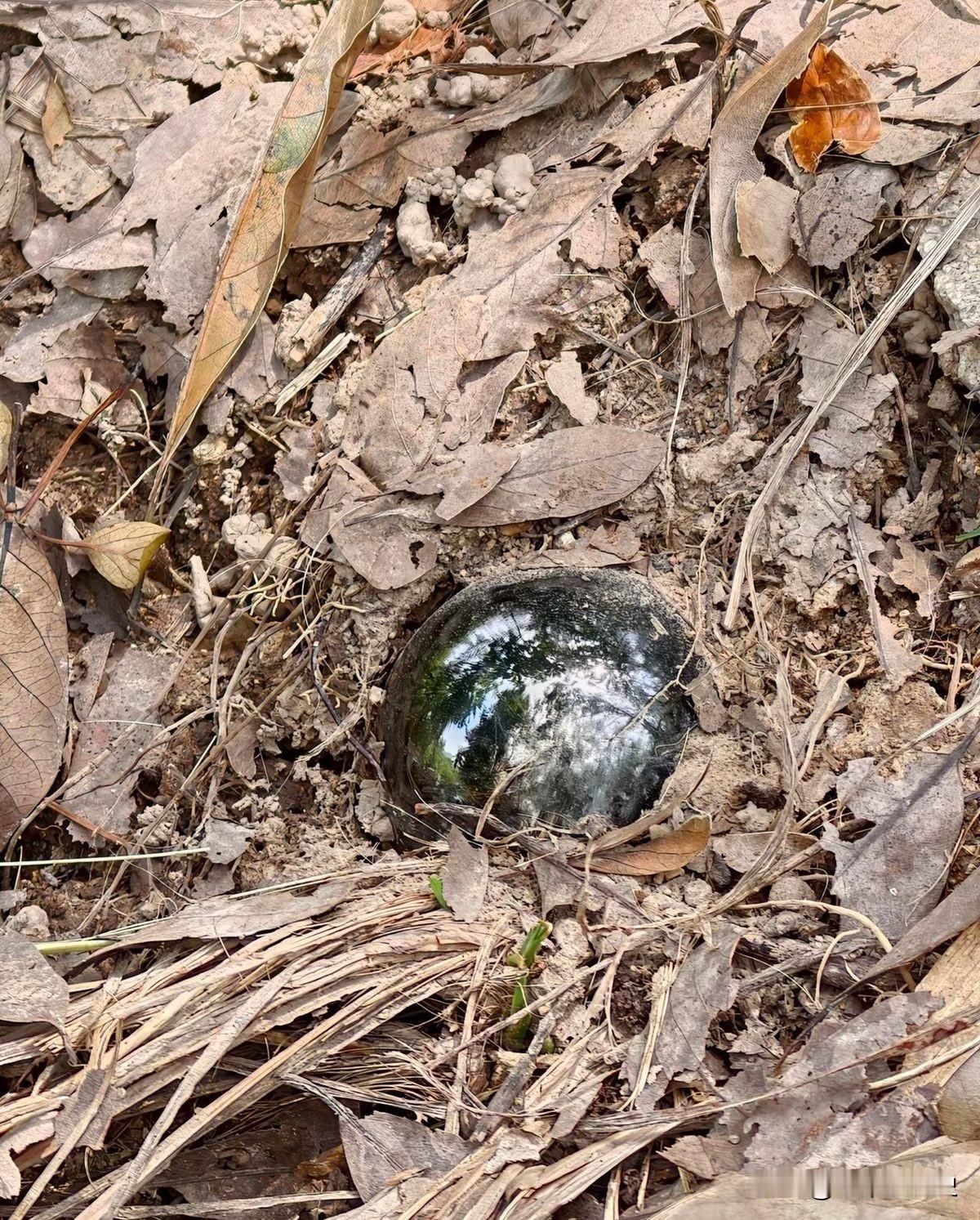 在三角洲海岛上发现的，我看着像海洋之泪大珍珠，表面泛蓝绿光。黑溜溜的圆球半埋在枯