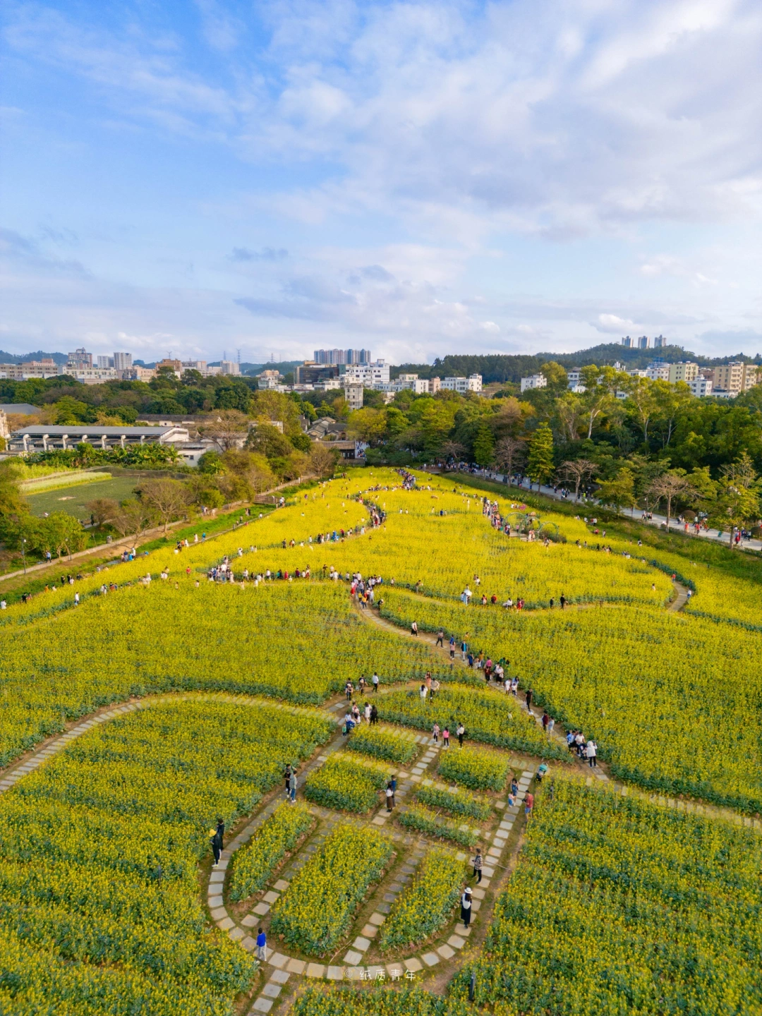 观澜版画村|隐藏在深圳客家古村的油菜田地
