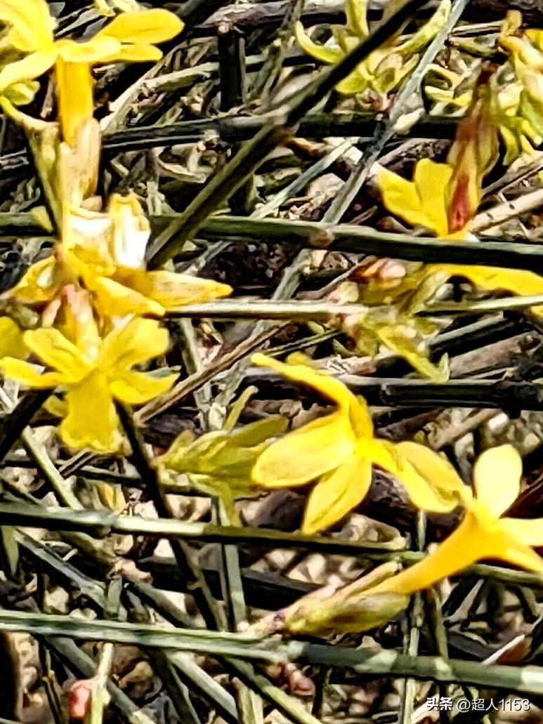 美好的心情在当下，3点半从长安公园路过，透过围栏看到一片黄澄澄的花。

我走到公