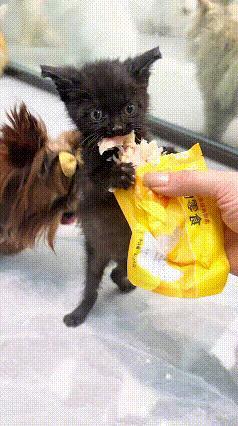 真是印证了那句老话：个头越小，脾气越大！
 
家里所有宠物里，这只小黑猫年纪最小