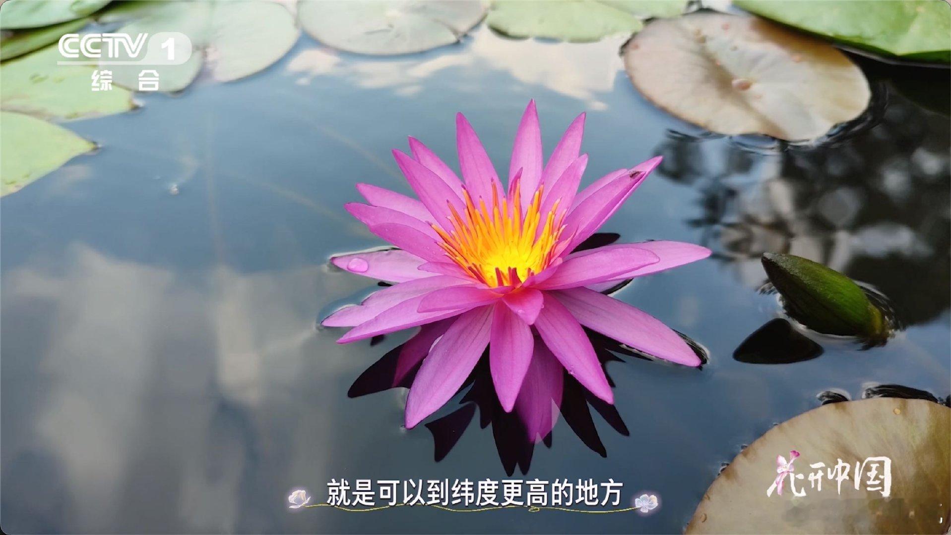 17岁少年在家种出冠军睡莲不怕冷也不怕热的花 刷到这个冠军睡莲太惊喜了，17岁少