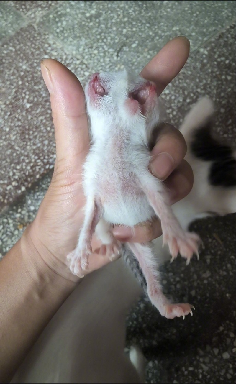 【#母猫产下罕见双头猫存活47小时#，专家：是胚胎畸形导致，生存率非常低】#专家