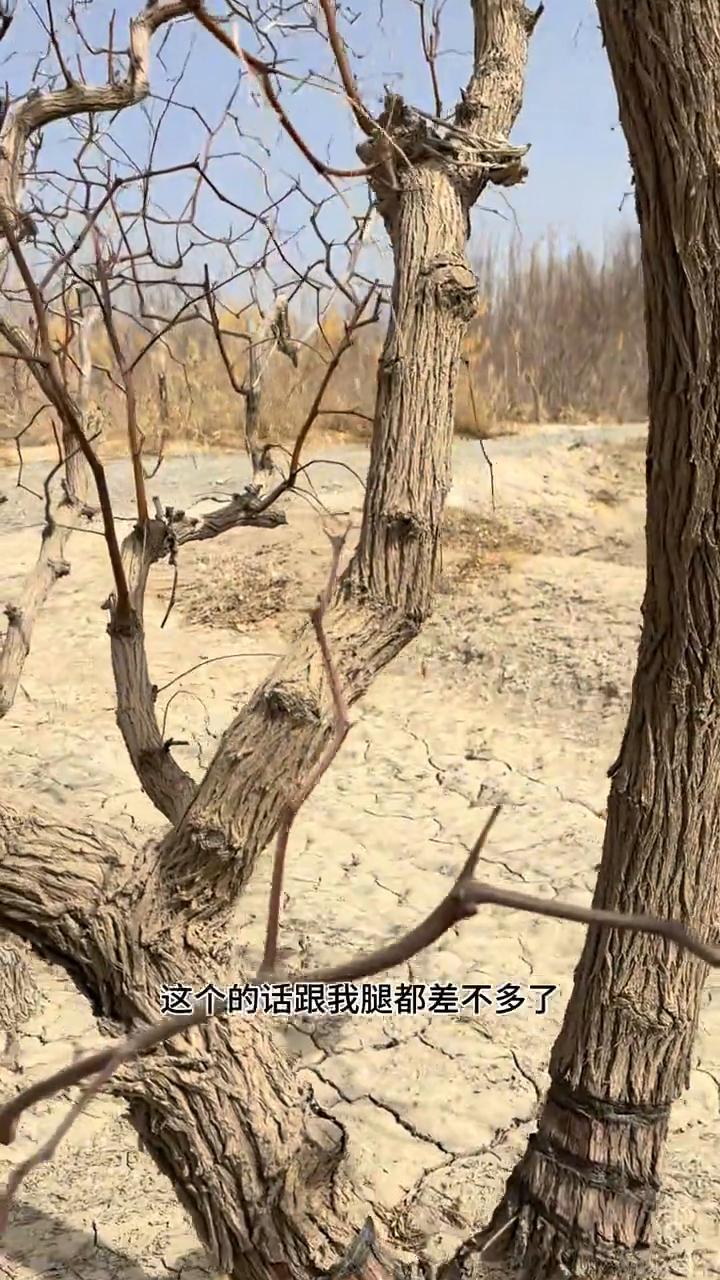 今年承包地价太低了，要不要自己种？
红枣已经全部卖完了，接下来任务就是把地承包出