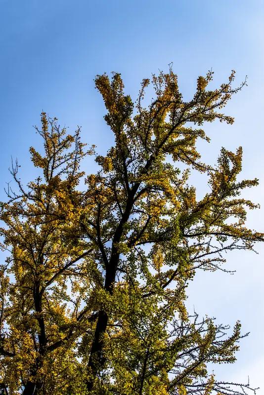 冬天的美藏在每一处不经意的风景里。就像那滇岭的棕榈，傲立在碧空之下，翠羽般的枝叶