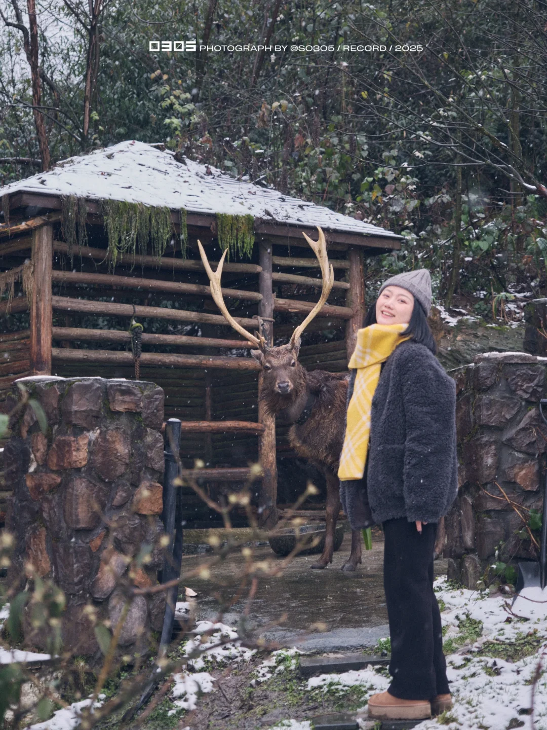 成都周边| 在悬崖边「树屋🛖」赏雪泡汤看鹿🦌