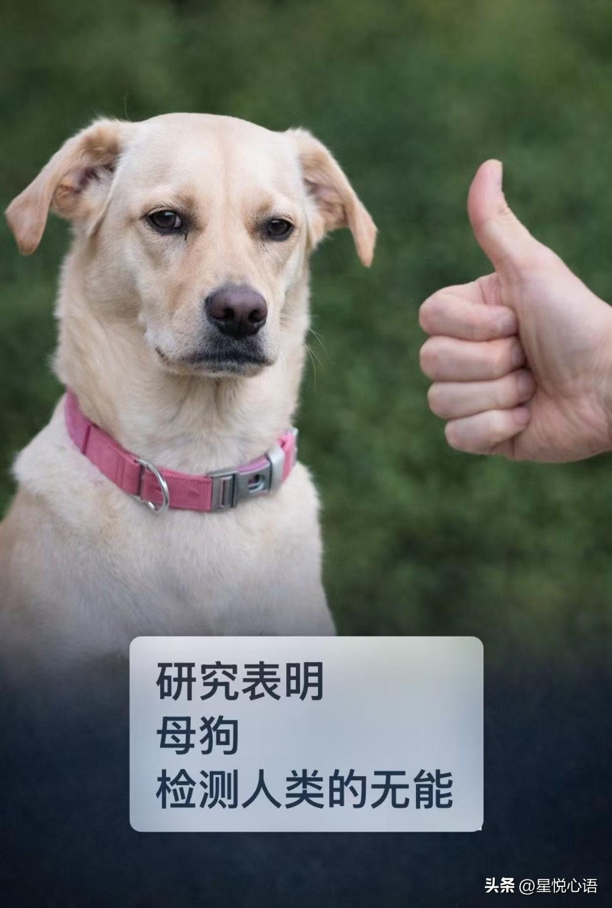 母狗居然能分辨出一个人是否懂得如何做事。
狗与人类共同生活了数万年，研究表明，它