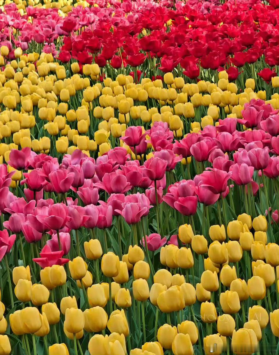 暮春时节，赏花正当时！最近看了樱花、桃花、郁金香！看美了春日里的中国花经济