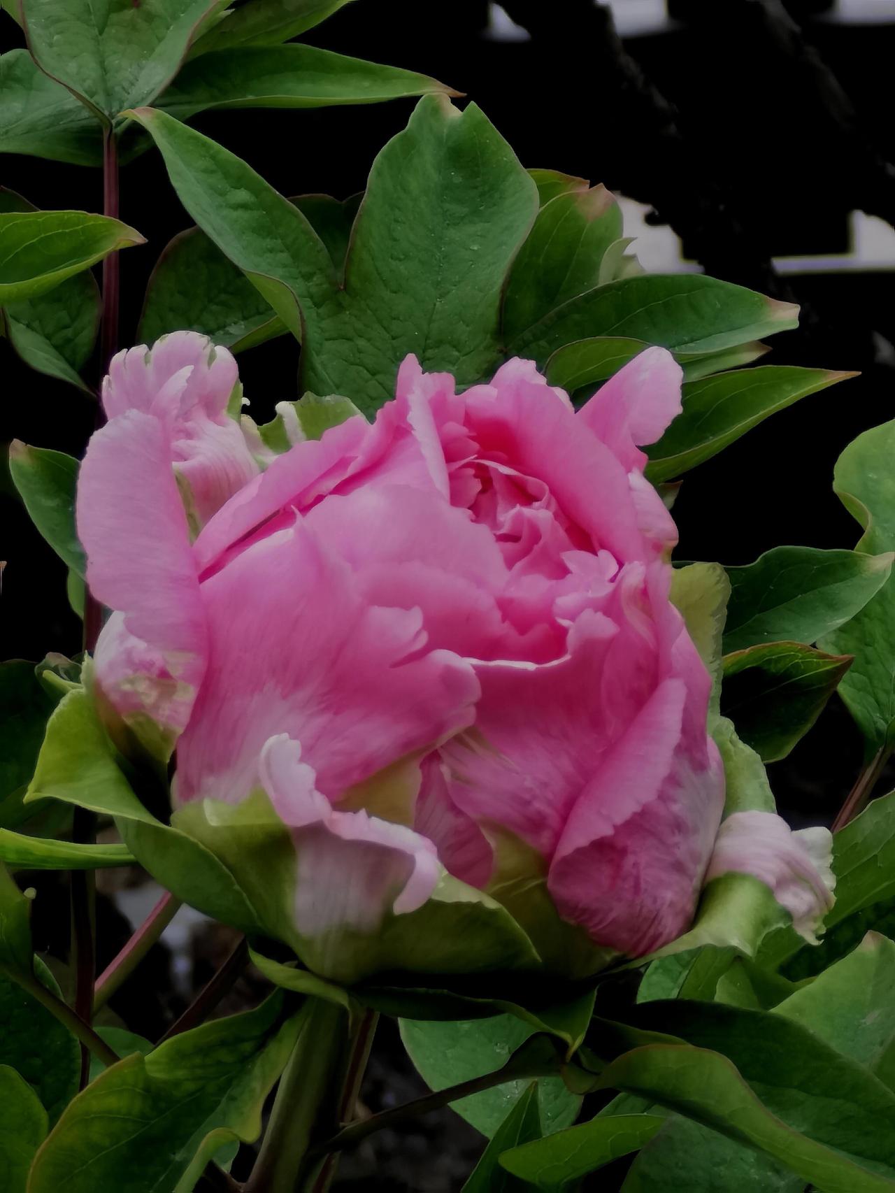 说起牡丹，首先要提的自然是它那“国色天香”的美誉。它形大色艳，雍容华贵，仿佛将所