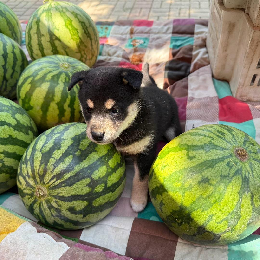 想买长得像狗狗的西瓜 摊主不卖，说自己留着， 