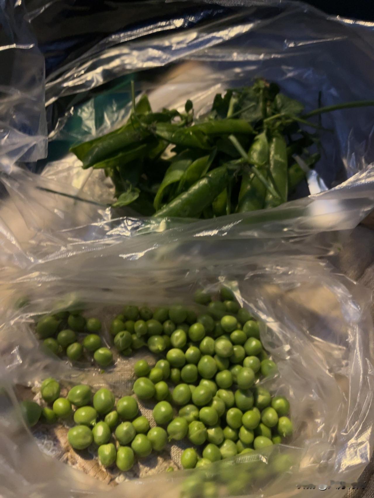 等娃的间隙，坐在车里就着昏黄的光，我把这袋新鲜豌豆荚一个个剥开，圆滚滚的青豌豆滚