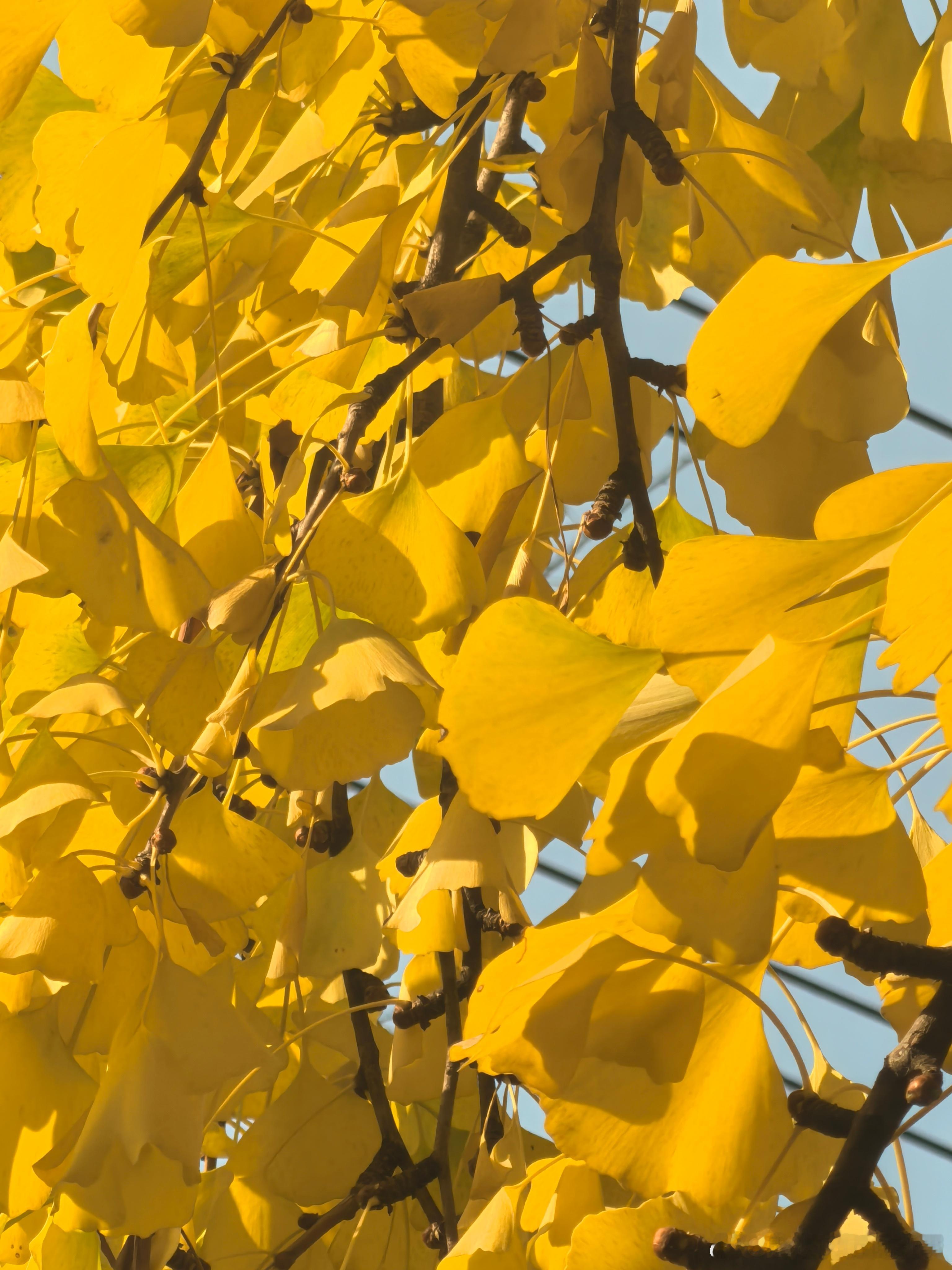 你就说，是不是很黄？你就说，是不是我一来成都就出太阳？去年去过的银杏路，今年似乎