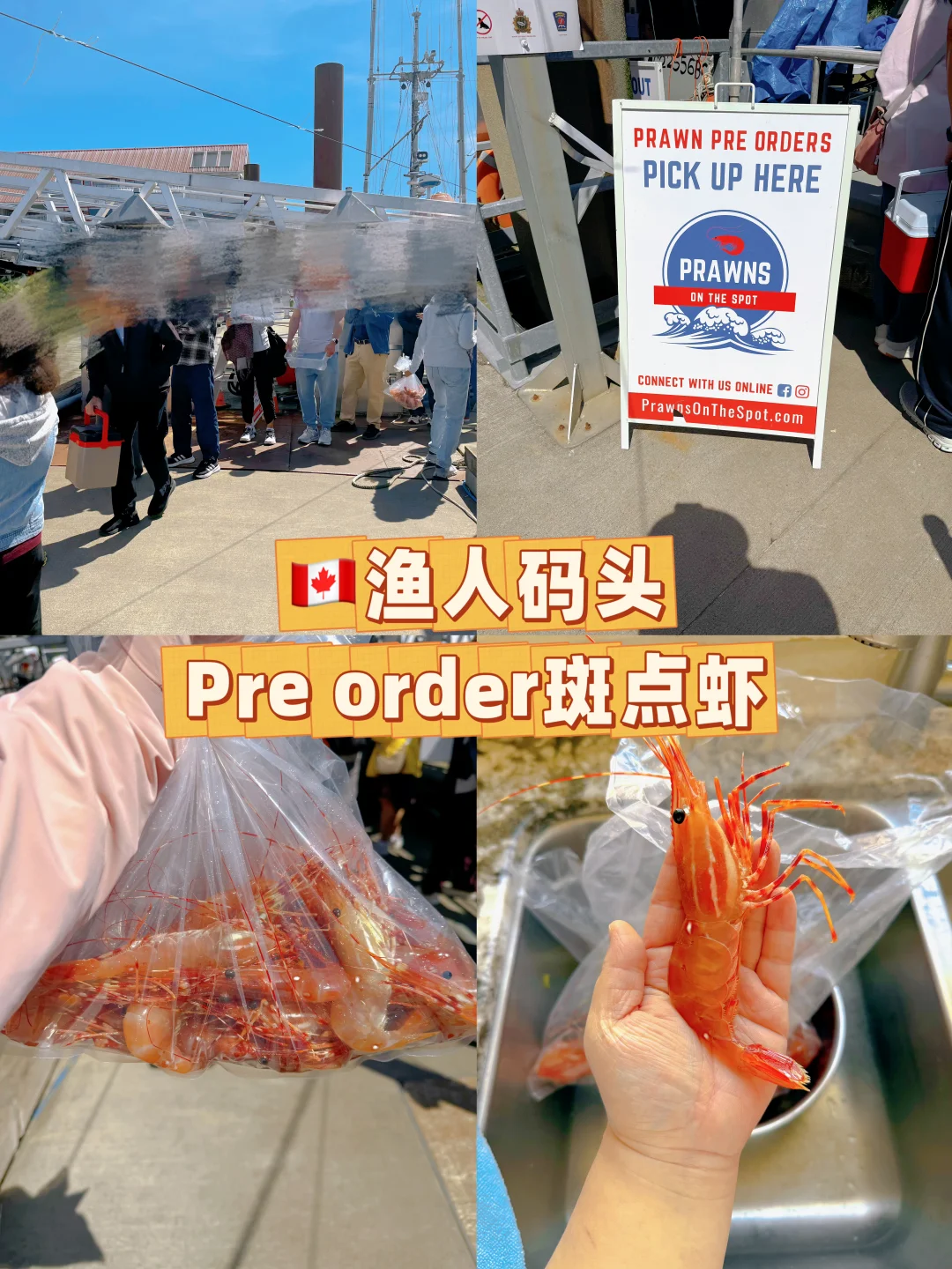 🇨🇦斑点虾渔人码头早上现捞比超市缸养的好