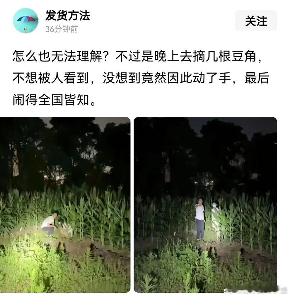 那能是偷豆角吗？明明是玉米 