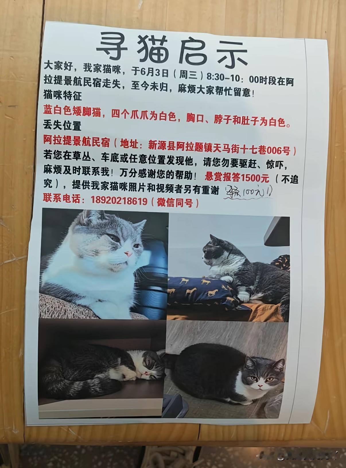 女子新疆旅游，入住宠物友好酒店猫却被老板母亲丢出门外走失。女子发帖求助逗留新疆半