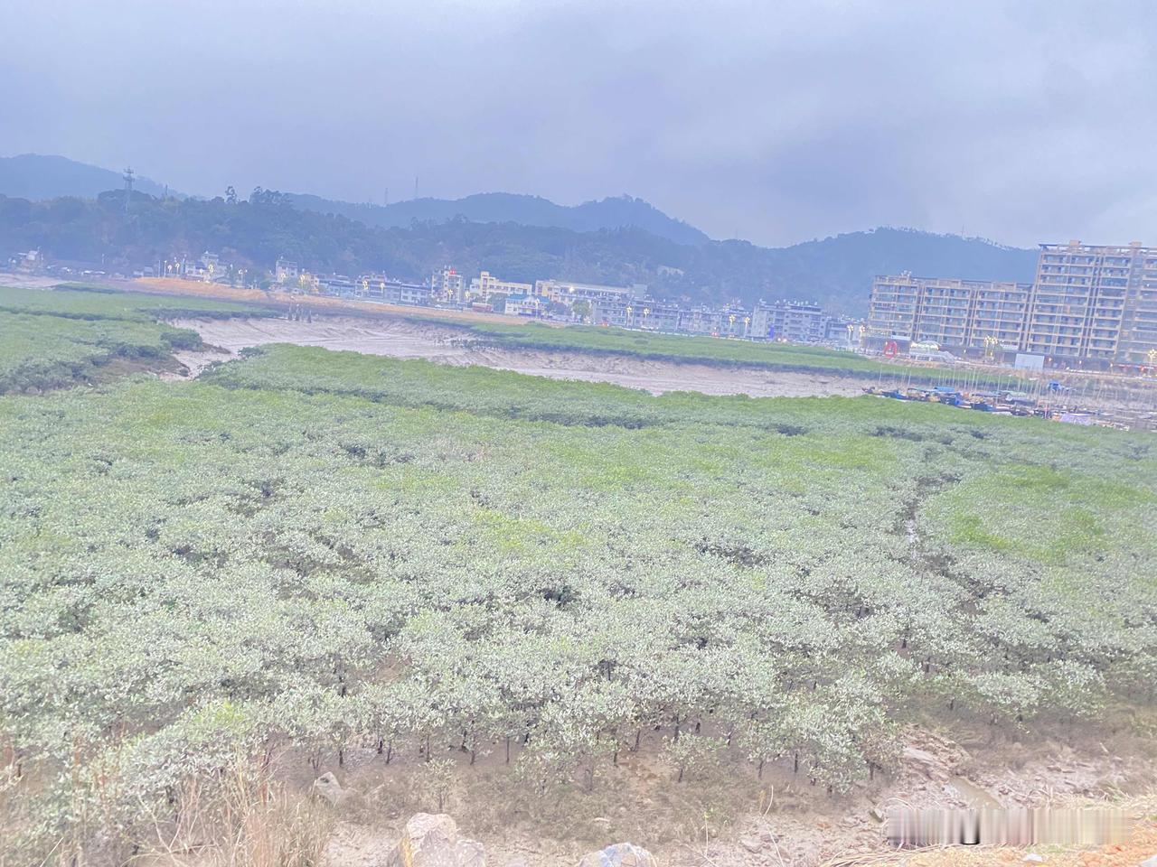 回家路上随手拍的，这一片绿油油的就是大名鼎鼎的红树林。退潮的时候，它们就从滩涂里