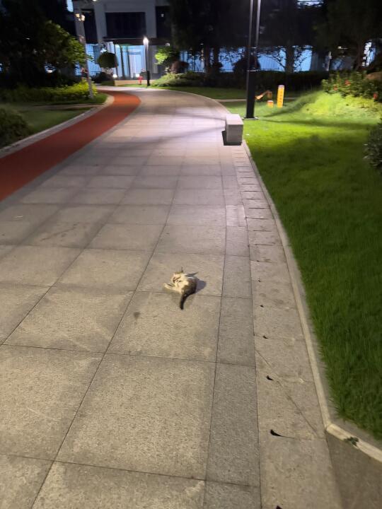 小区的地上长猫啦！还是个斜刘海