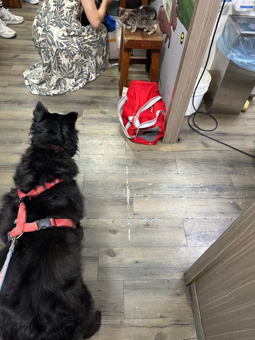 每日萌宠打卡萌宠我家吉吉襪襪😍還有緣緣。昨天帶緣緣去打疫苗，健康，但醫生阿伯說