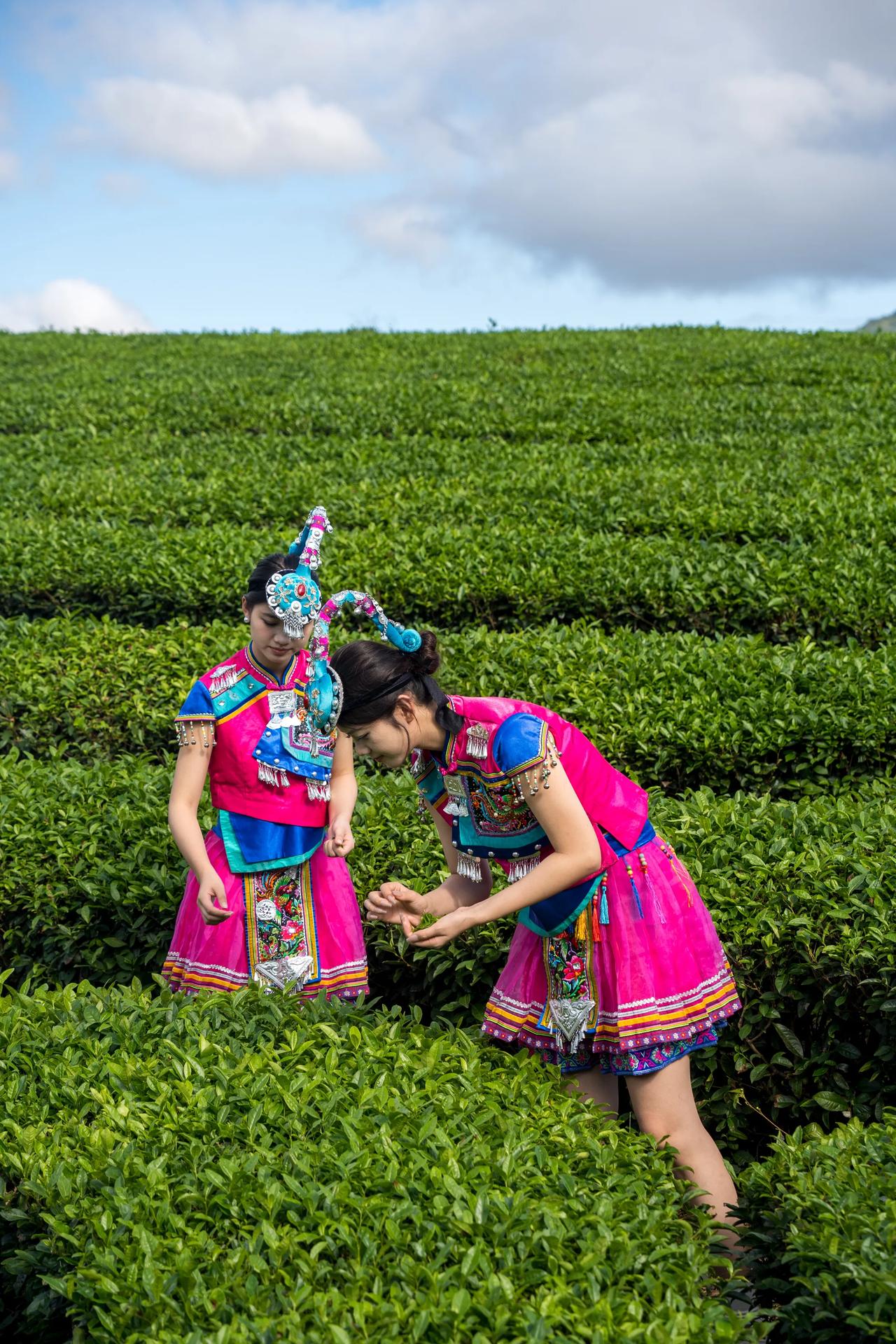 来泰顺旅行，怎么能错过三杯香呢，这次走进凤垟茶场，亲自体验三杯香的制作过程，品三