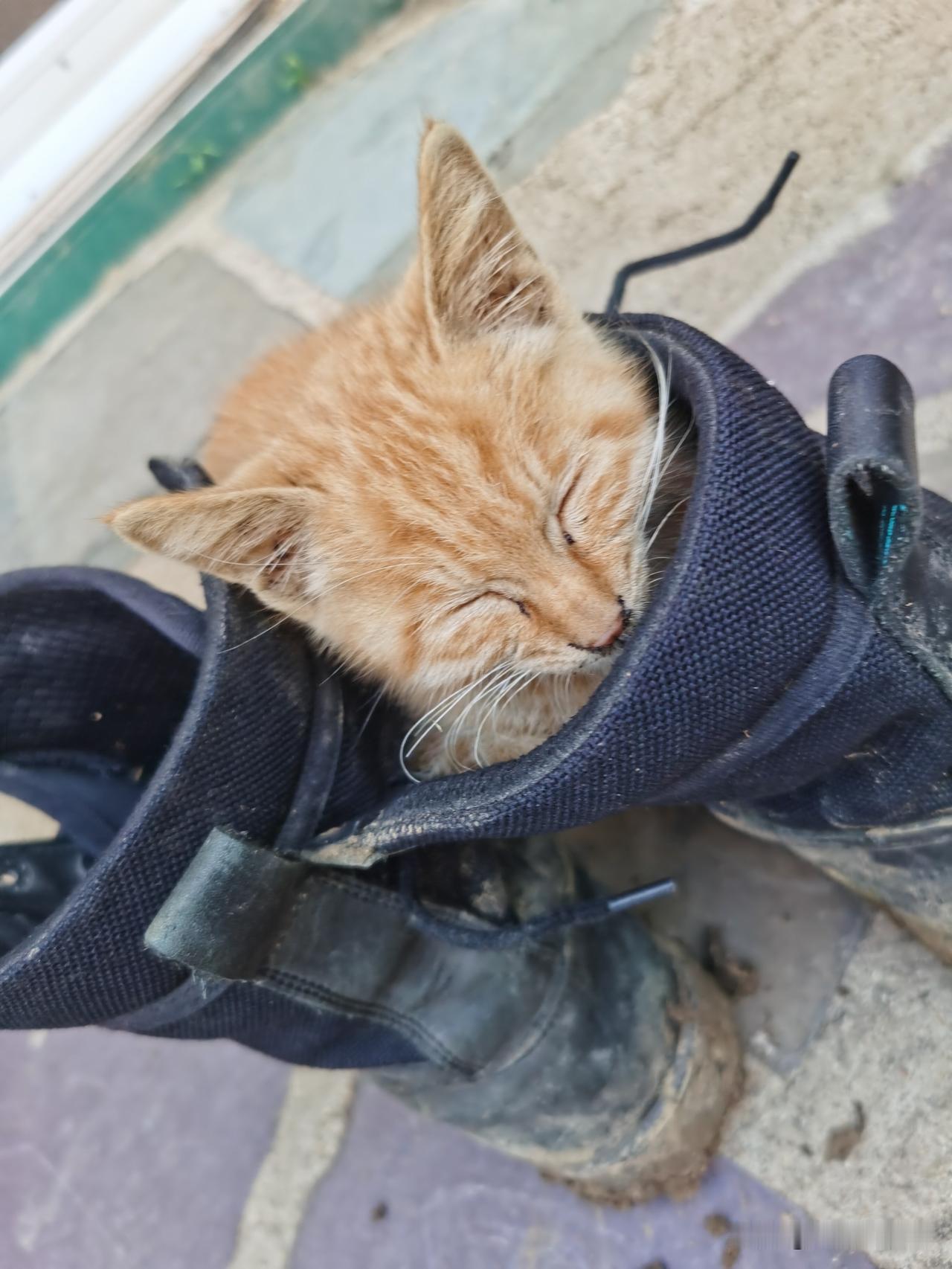 谁能想到，一只没见过猫妈妈的小奶猫，天天守在我家门口不肯走。

白天我下地种菜，