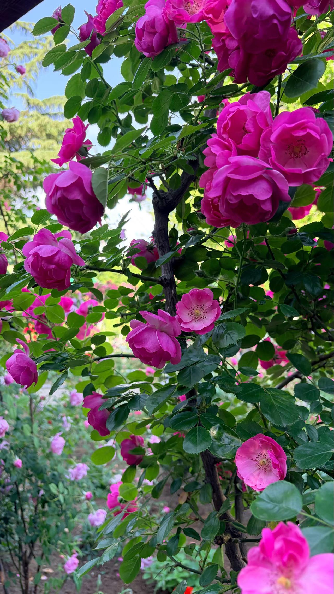 日暮风冷易伤神，城外举杯邀白云。
春深夏至涑水畔，折枝新花赠旧人。

     