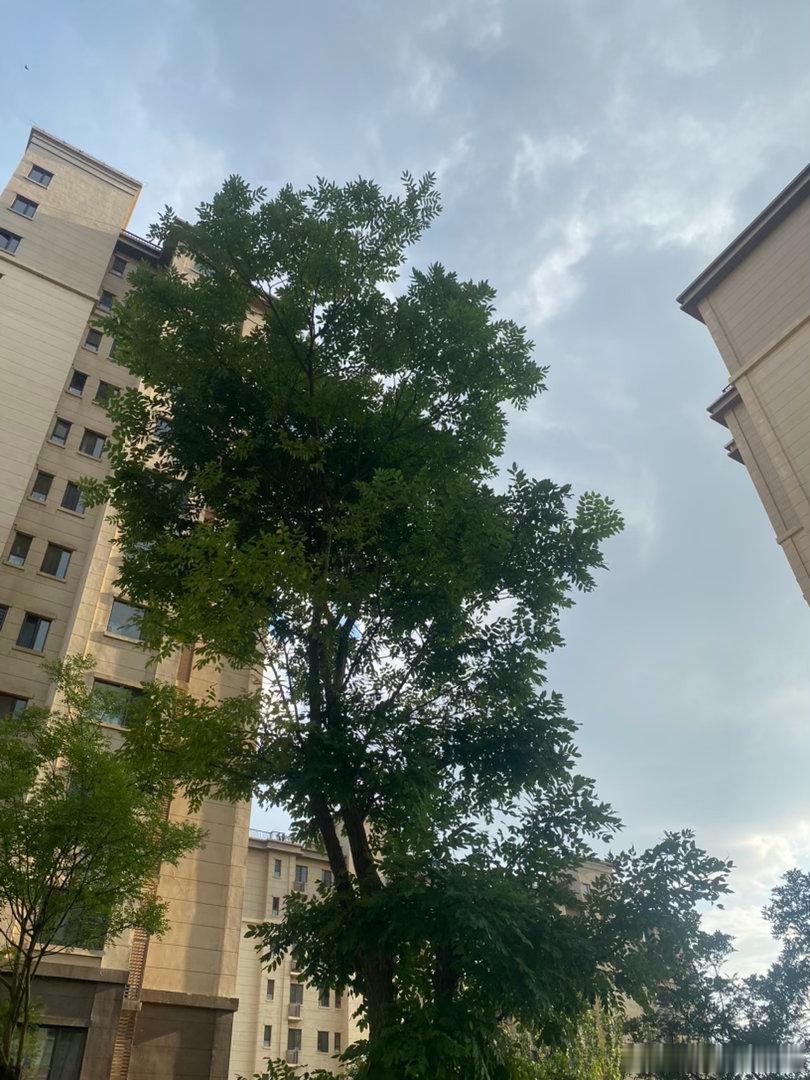 刚才下去遛狗，西边的太阳照的睁不开眼，头顶上的乌黑的云彩，这天气看来是马上要下雨
