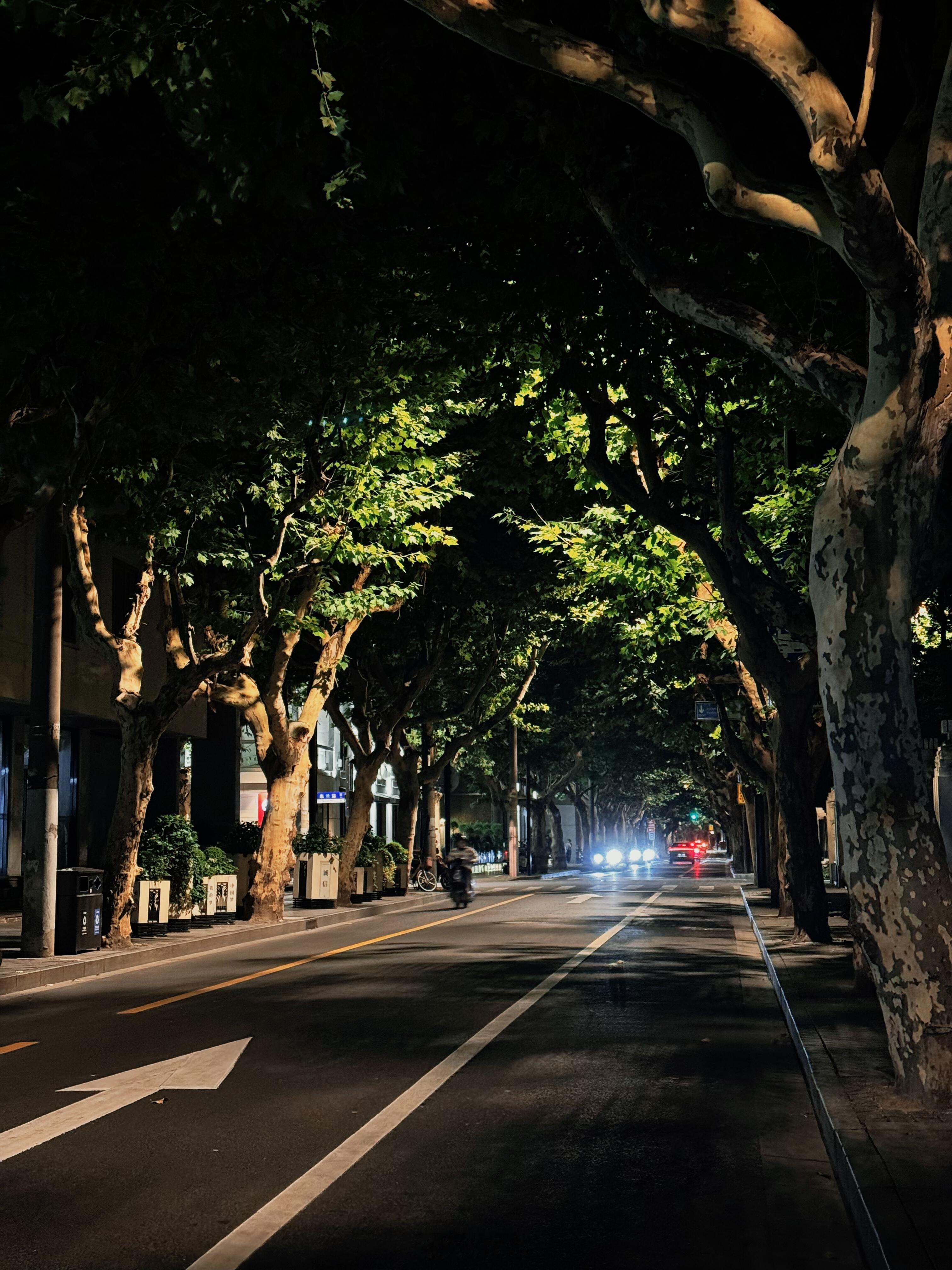 梧桐树下的时空之旅当白日的喧嚣渐渐隐去，上海的夜晚悄然绽放出另一番迷人的景致。没