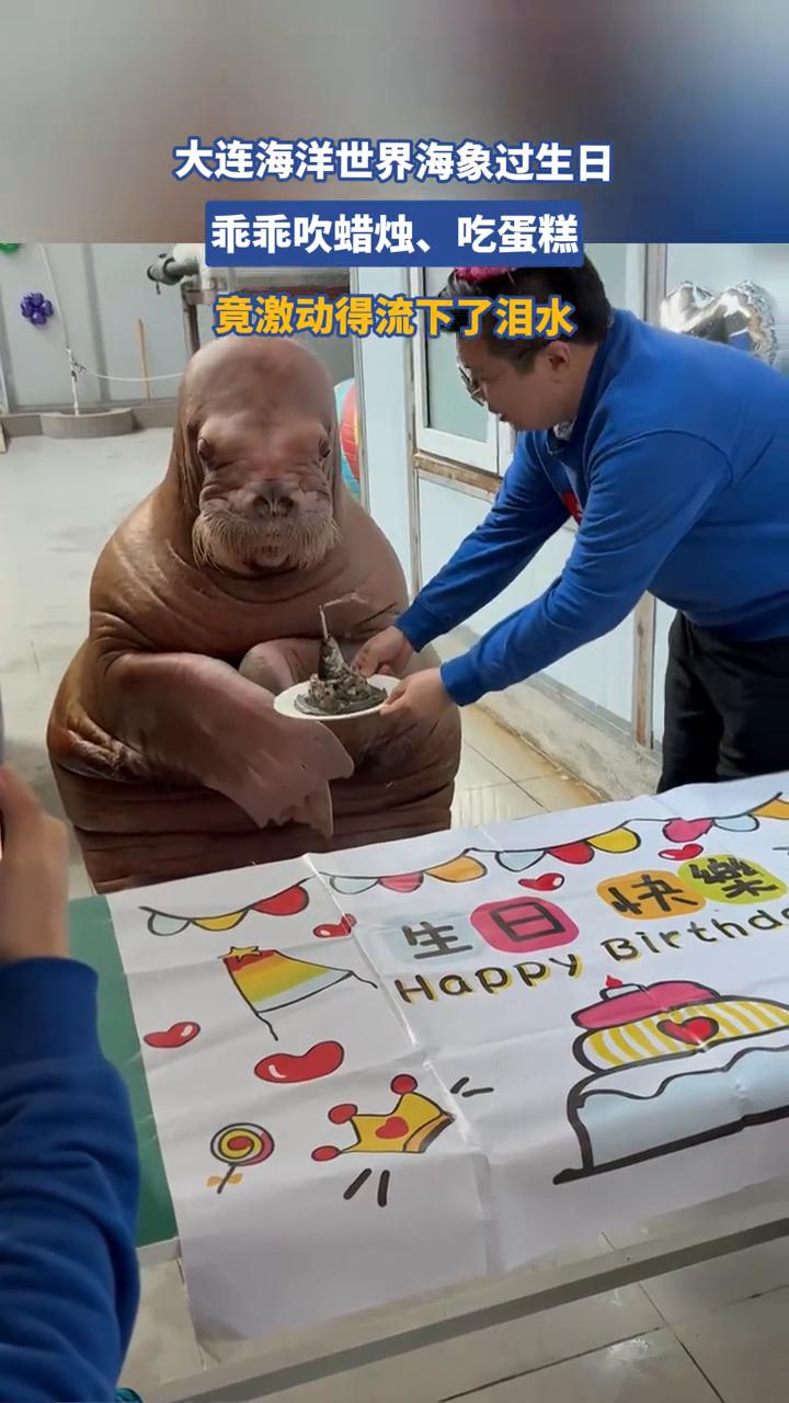 大连海洋世界海象过生日，乖乖吹蜡烛、吃蛋糕，竟激动得流下了泪水。