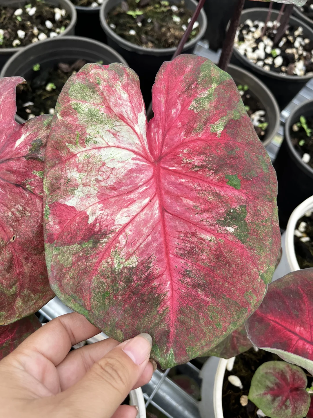 国内养定现货海王