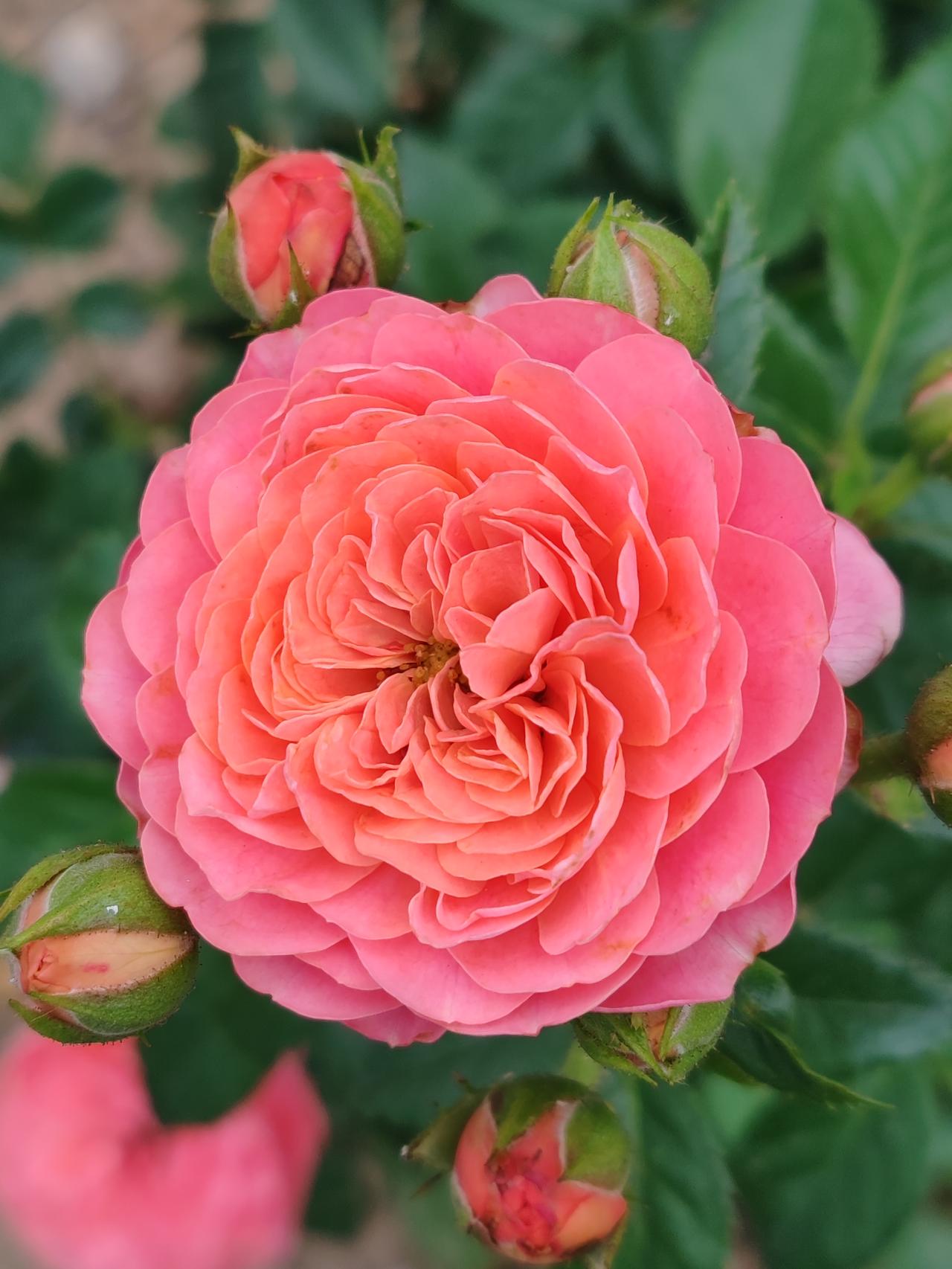 分享月季花