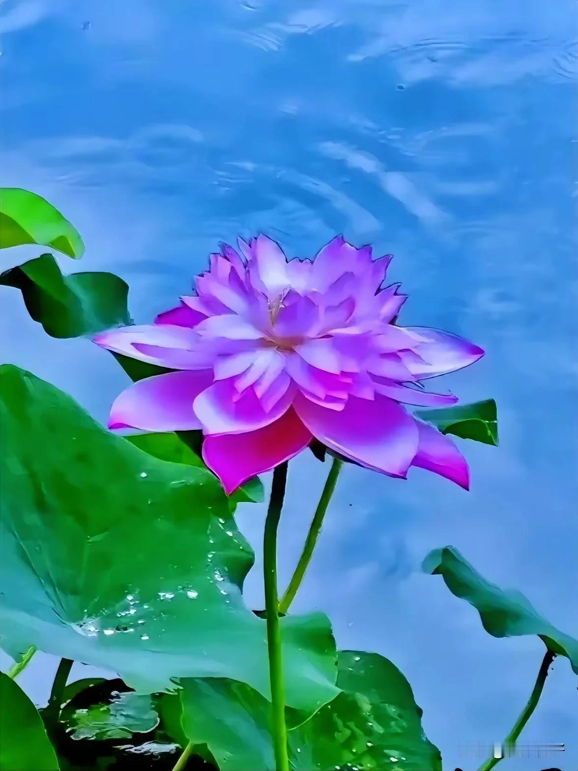 夜雨衔凉叩藕塘，
风扶翠盖护红妆。
蛙声溅湿相思句，
却把红豆捧心中。