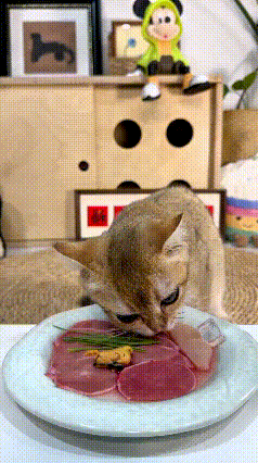 恁快瞅瞅这一幕，真是把我惊着咯！听同事说猫生熟都能吃，今儿个我就给它端上来一盘生