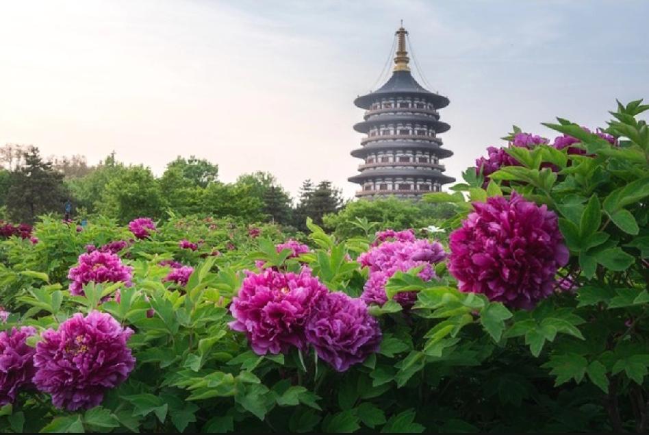 华为手机就这样选：

商务旗舰--选Mate系列
影像旗舰--选Pura系列
要