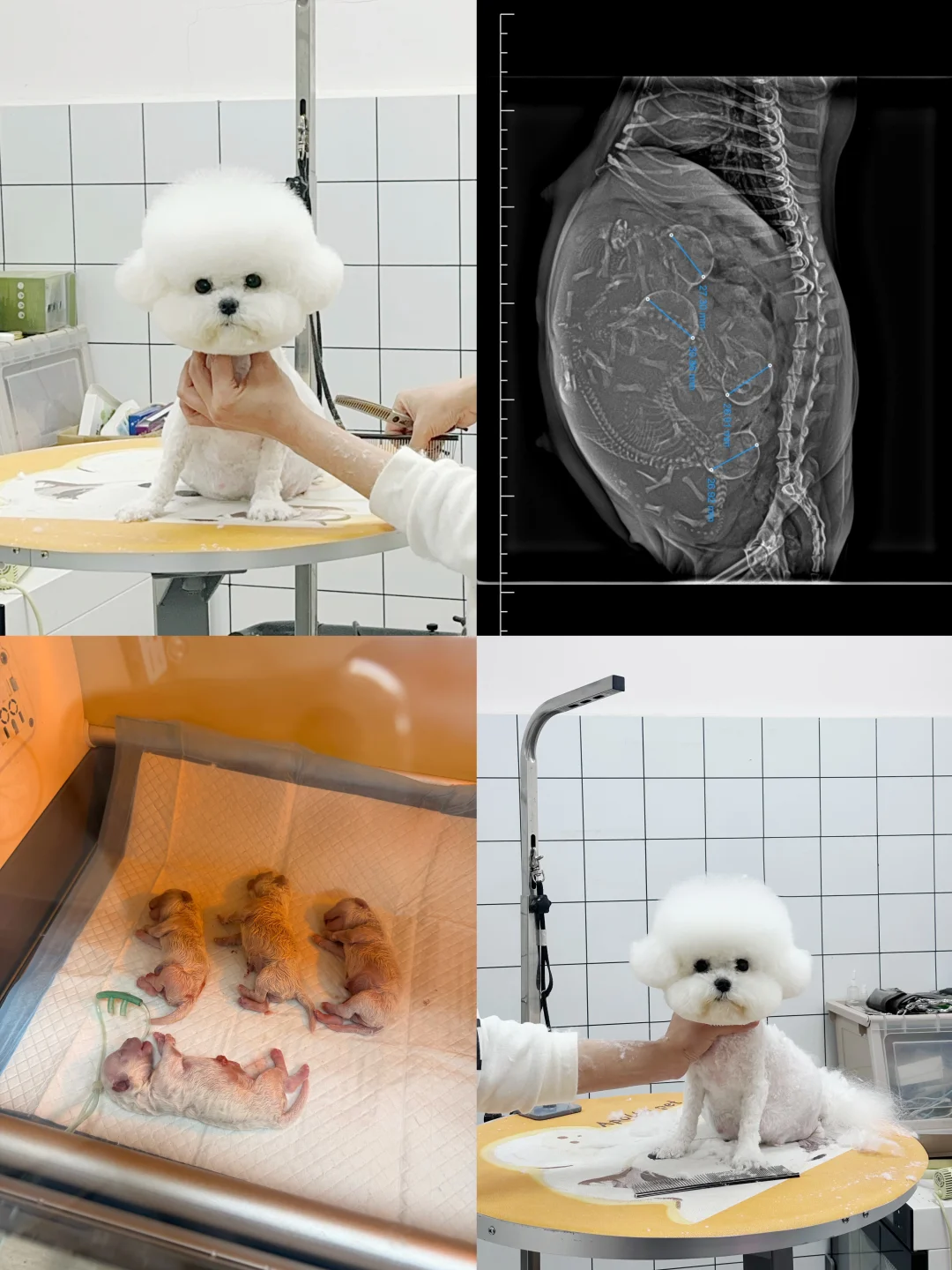 生了生了～喜提4只比熊宝宝