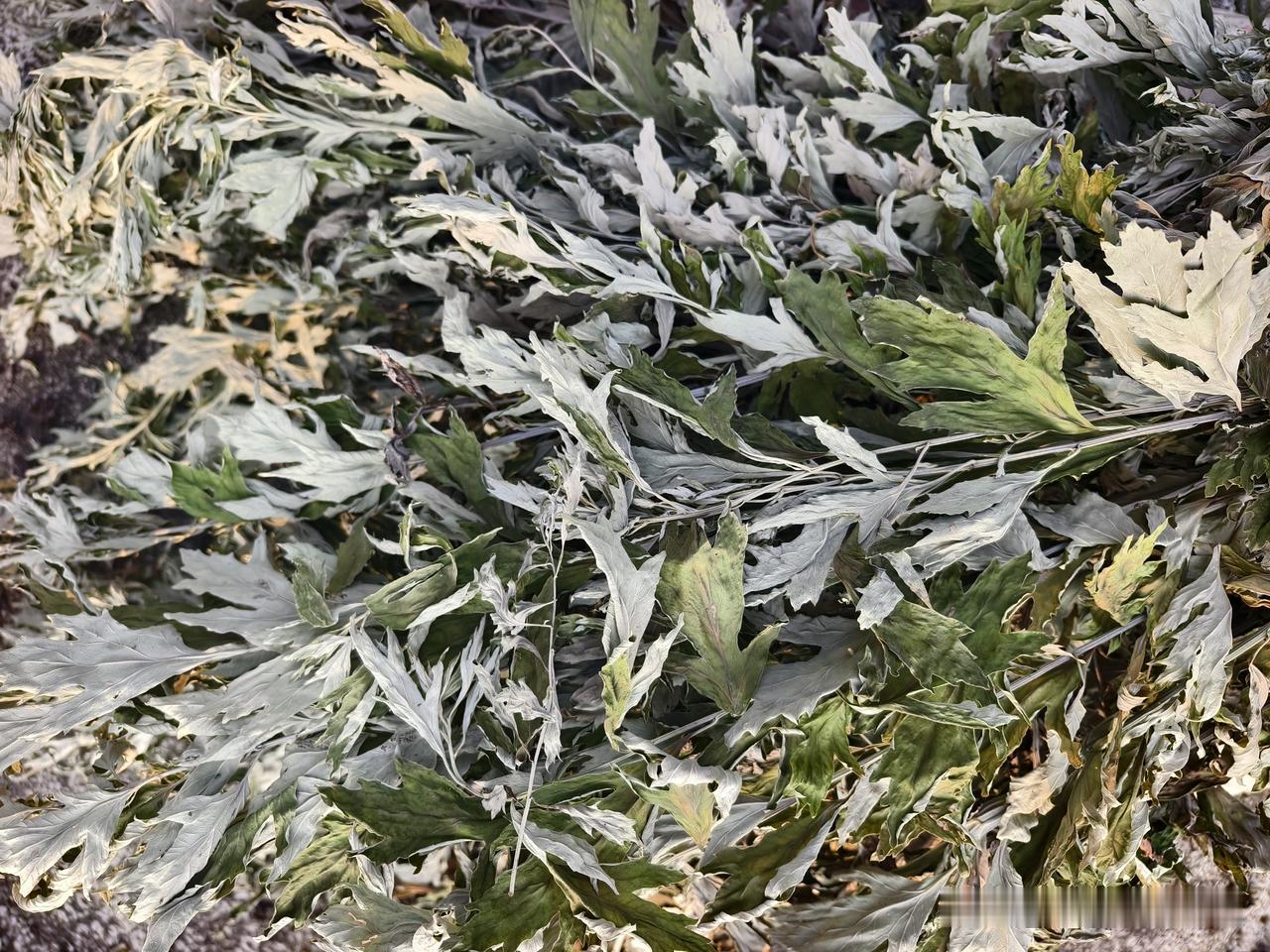 今年的艾叶会降价！
为什么？我说一下这几点的原因！
第一，今年雨水充沛，艾草普遍