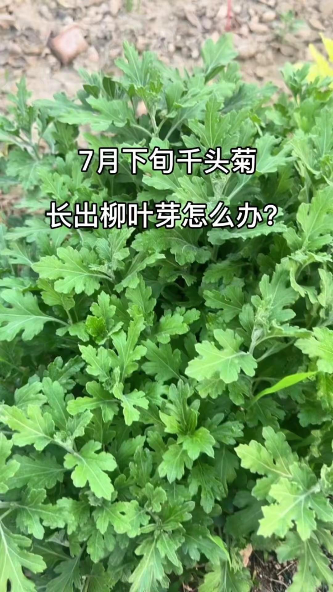 千头菊柳叶芽处理指南。🌿千头菊长柳叶芽别慌！夏季高温忽冷忽热是主因，6月打顶后