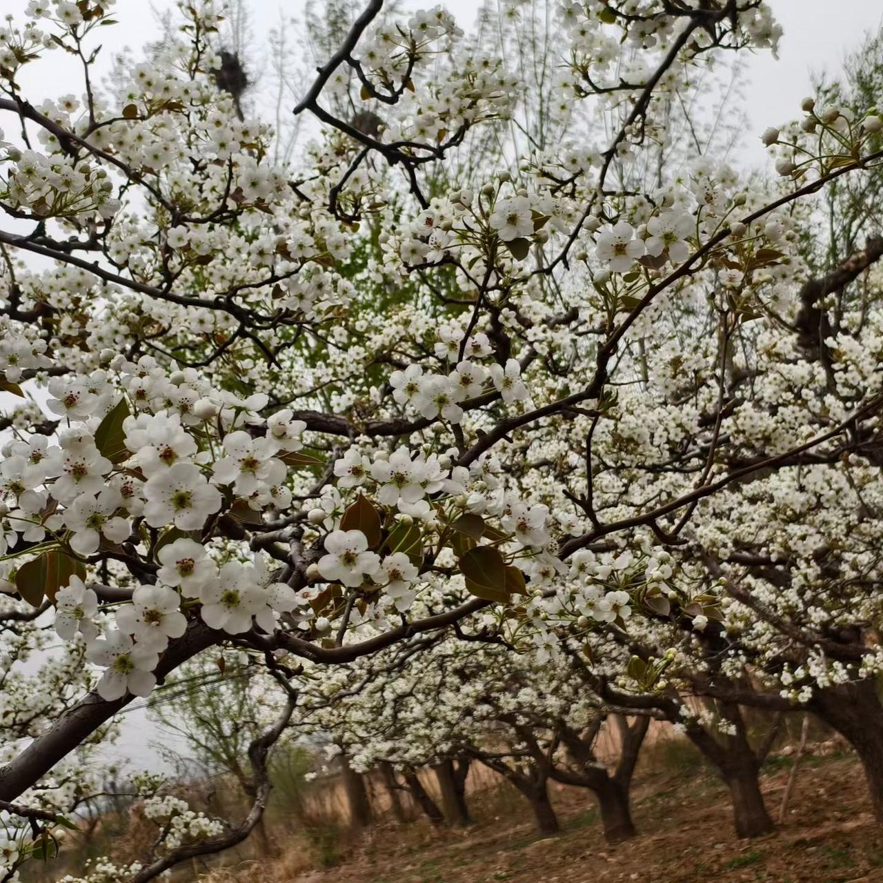 。想赏花就去青县盘古百年梨园，千树梨花像雪海，拍照巨出片 。喜欢自然就去南大港湿