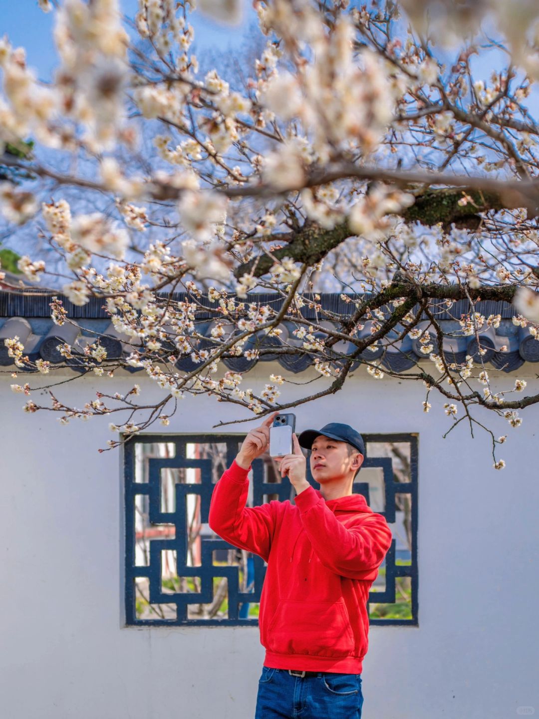 美到失语‼️玄武湖樱桃花已开好了🌸3.7实拍