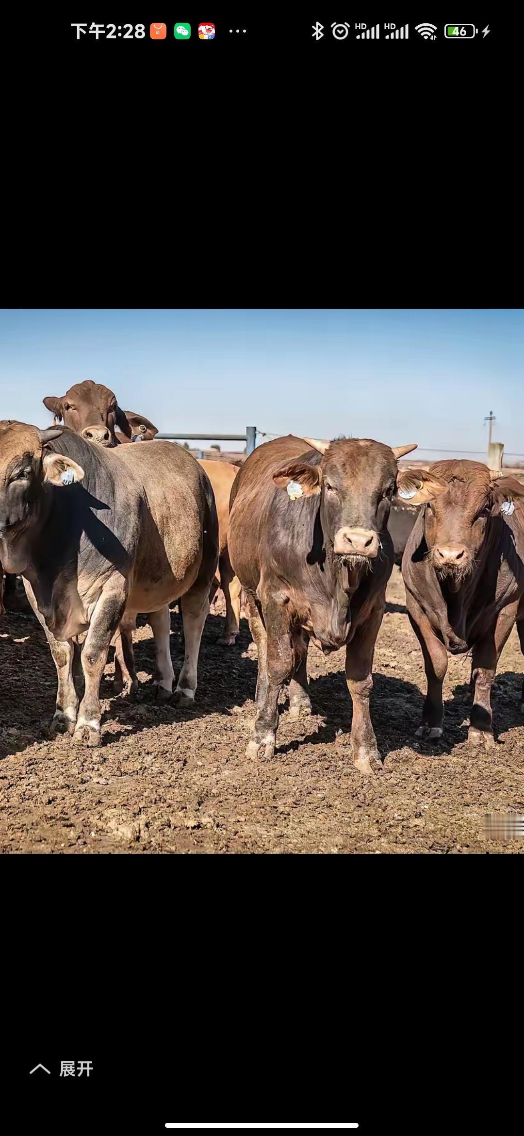 澳大利亚的牛肉只有喂袋鼠了！那牛肉都快成袋鼠的“私人小餐”啦。澳大利亚可是美国牵