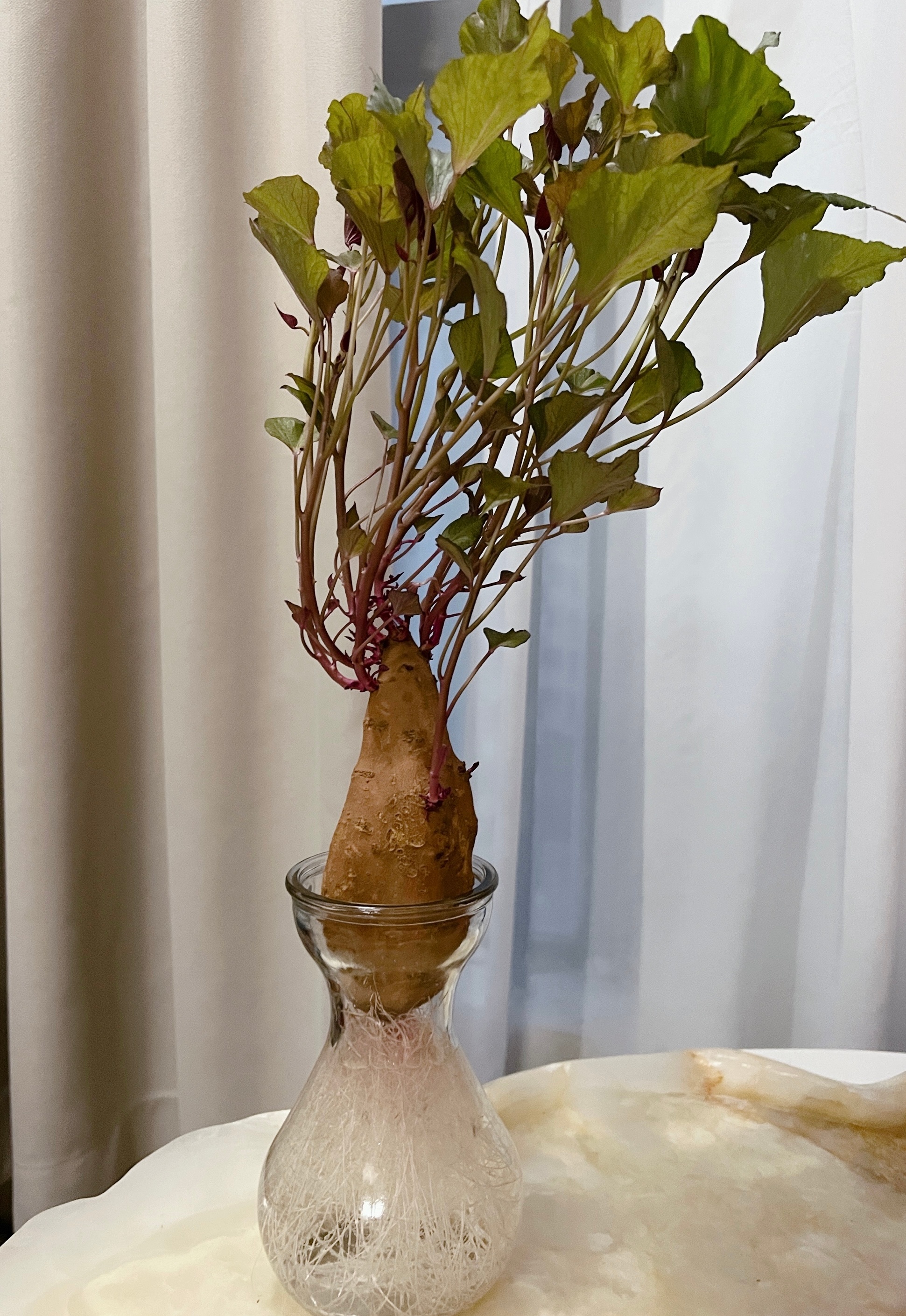 买的番薯、土豆还有山药放不了几天就悄悄发芽🌱大家是不是也这样？这根发芽的番薯我