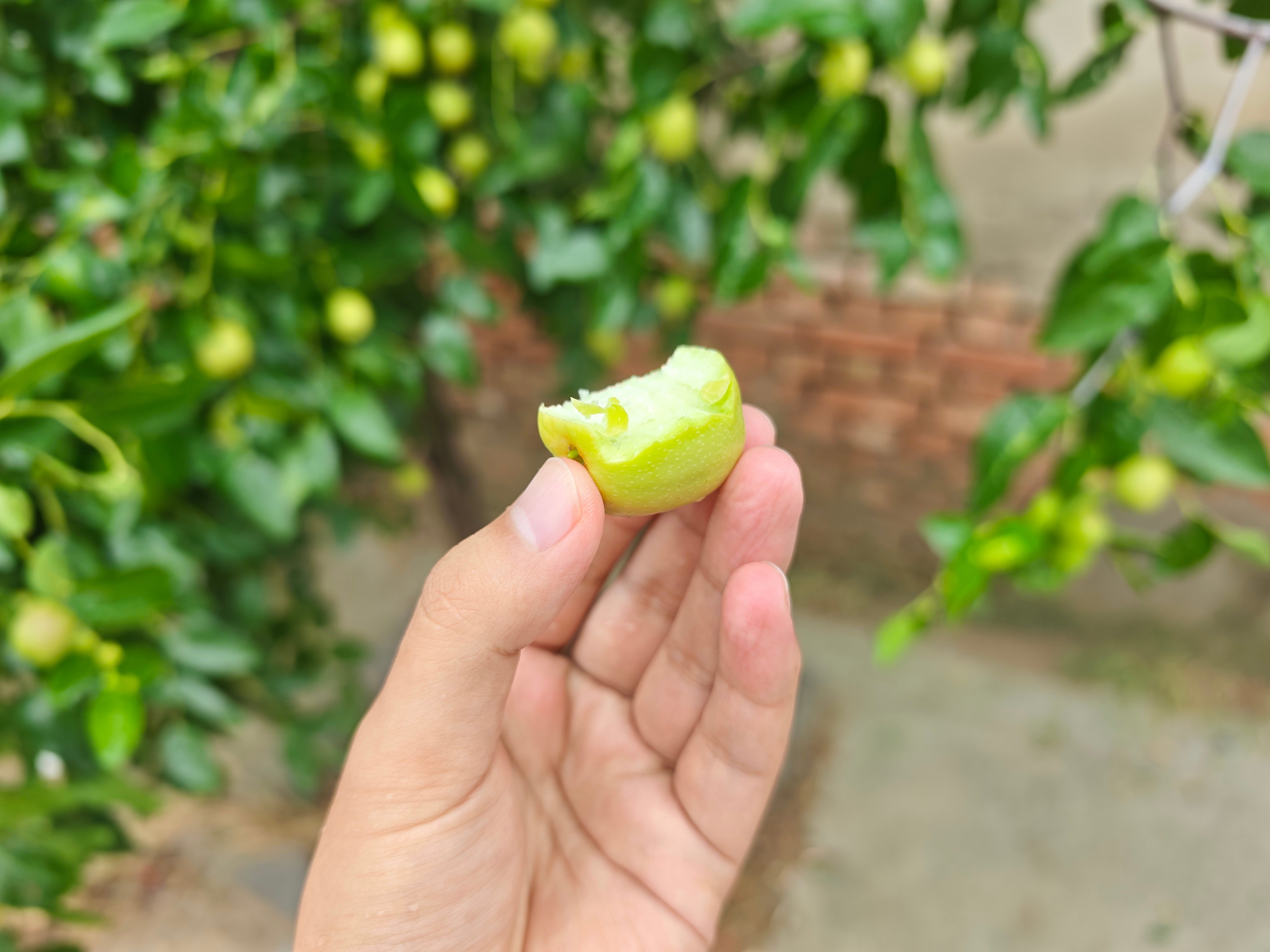 老家门口一棵小枣树，今年还结了挺多枣的……刚下过雨，冲洗得很干净，吃起来也很甜，