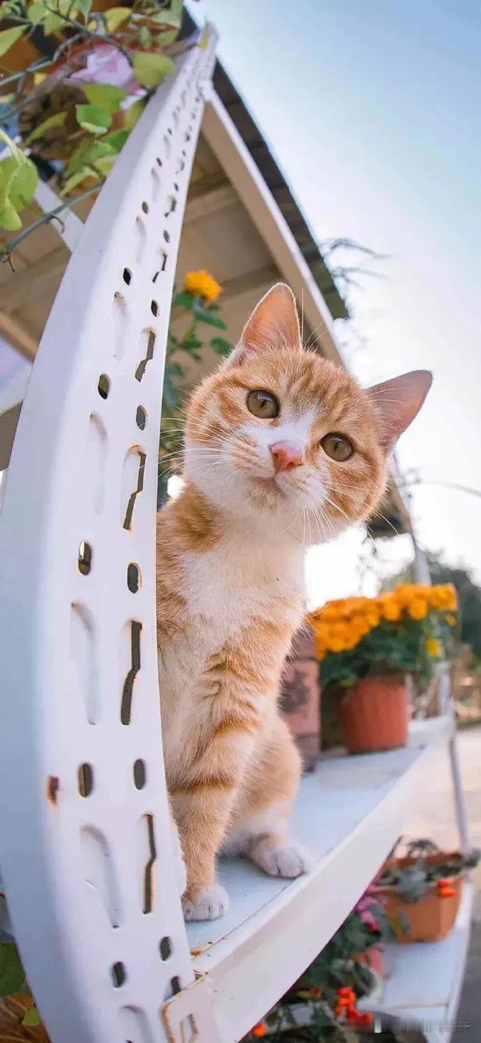 想家养一个宠物，猫咪掉毛，乱抓，狗子每天早晚都要遛，鸡怕有鸡瘟；鹦鹉，之前养过，