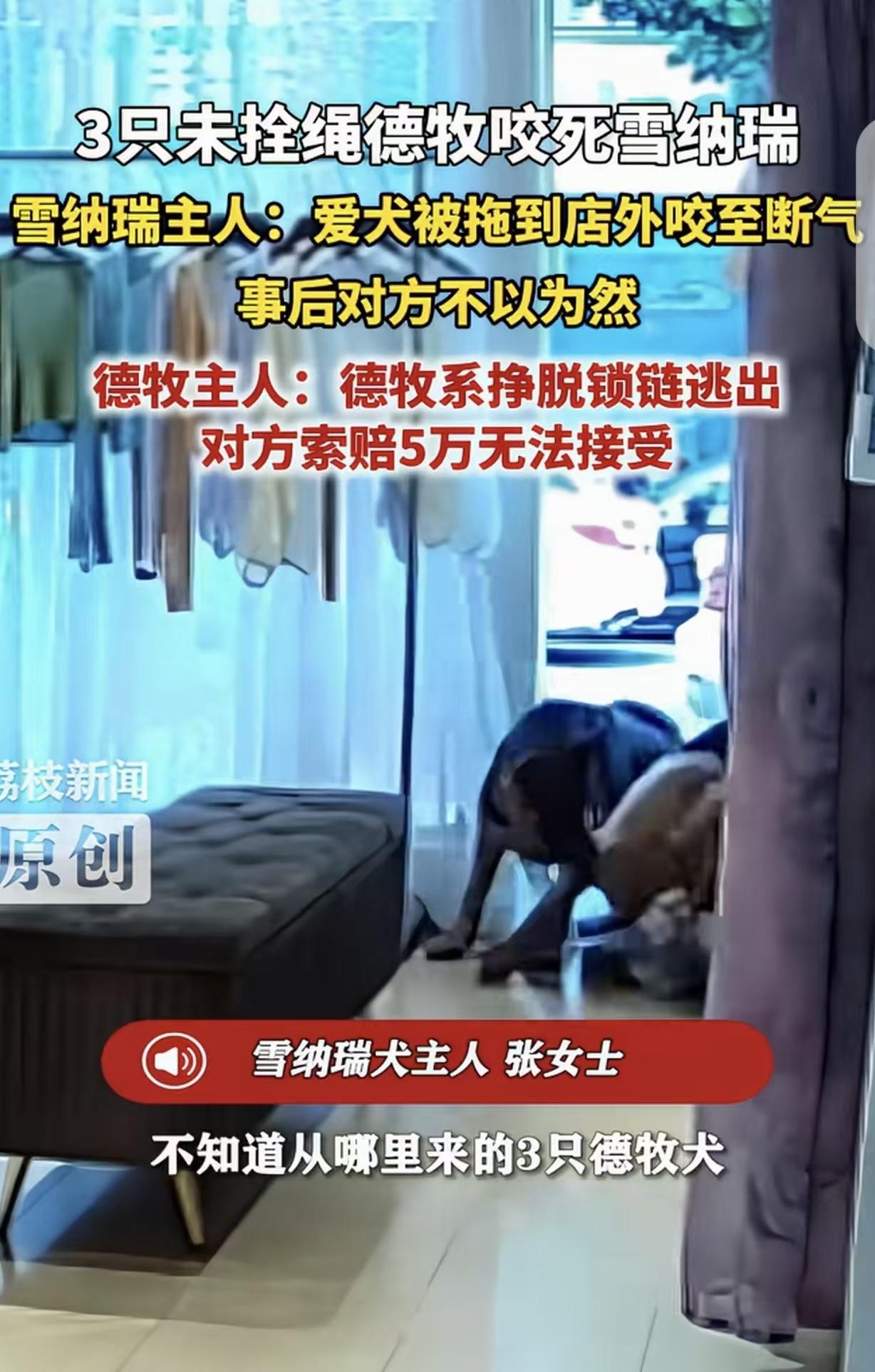河南周口，一女子养的雪纳瑞，被闯进来的3只德牧咬死，女子张口就索赔50000元，