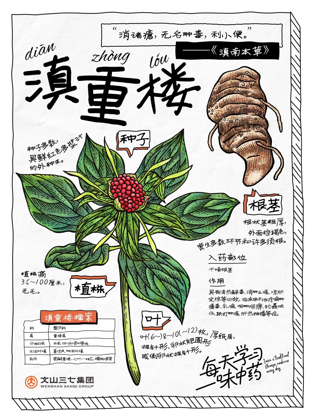 👉每天学习一味中药|滇重楼