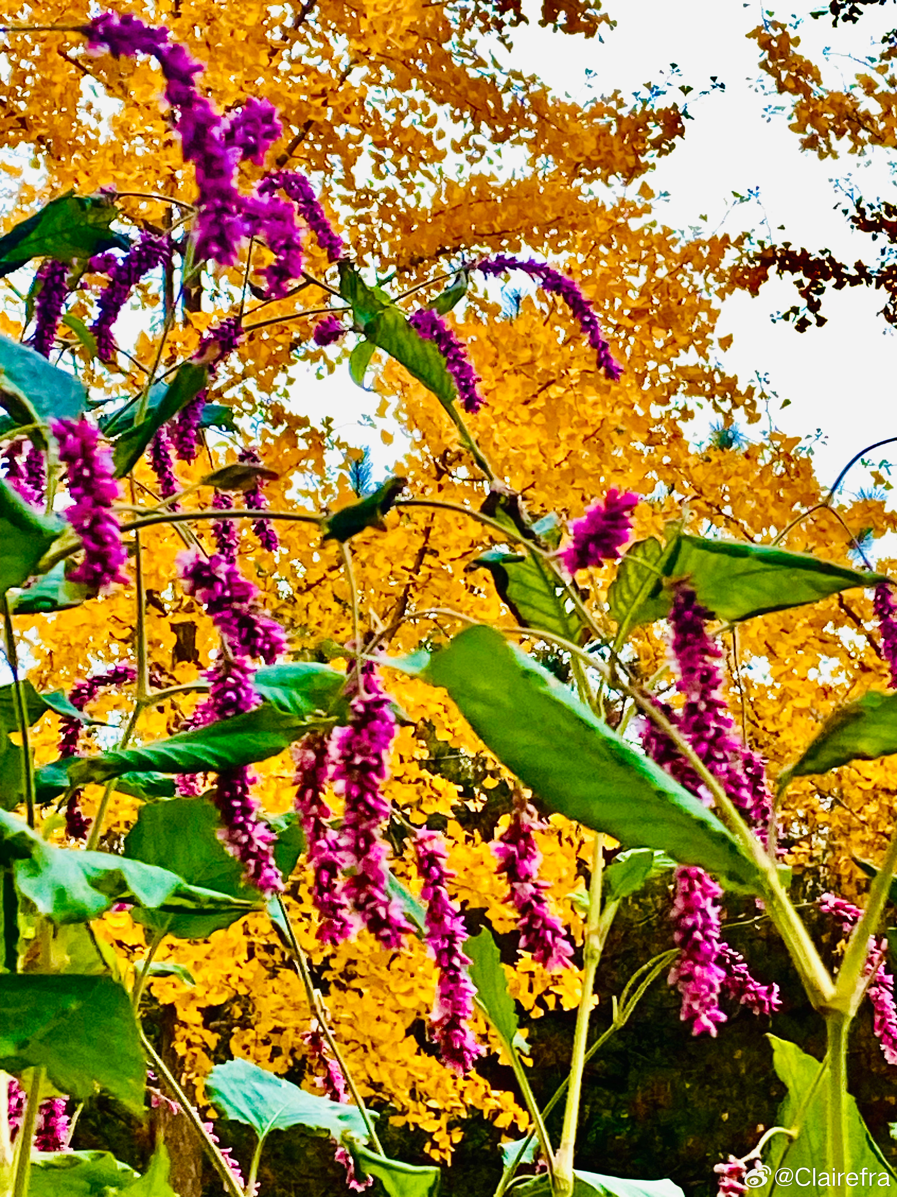 愿倪安好[超话]随手拍 周末愉快！ 晚安💚 ​​​