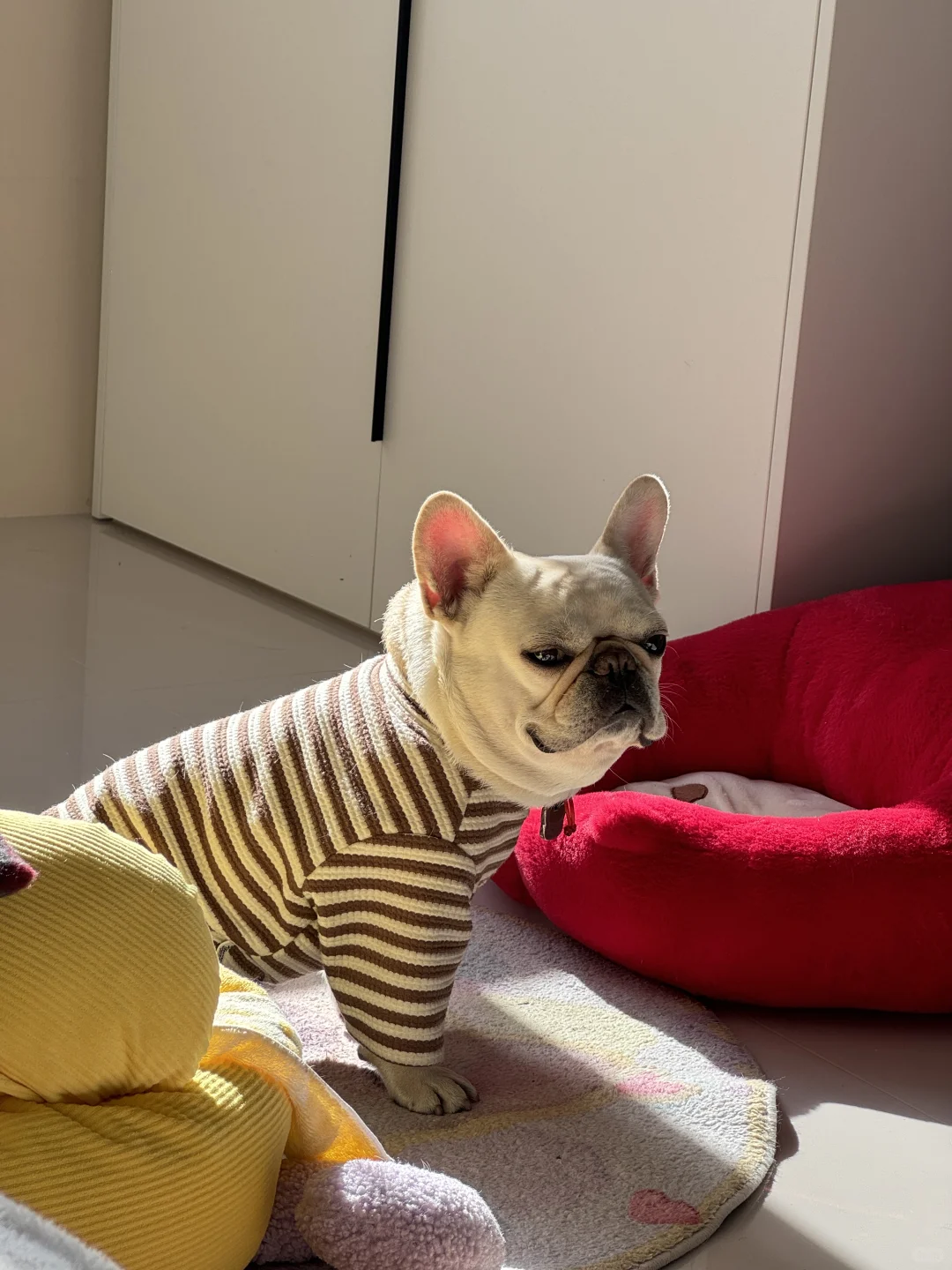 hi～French Bulldog
