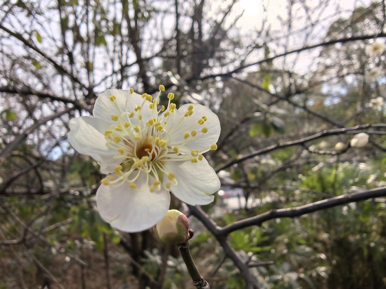 浙江湖州历史文化名人雕塑园，2026年的第一缕梅香已轻轻飘来，轻盈地划破冬日的沉