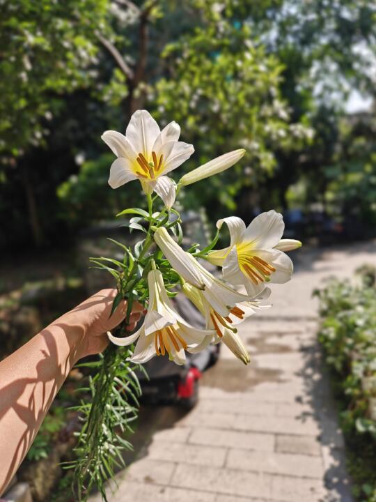 岷江百合