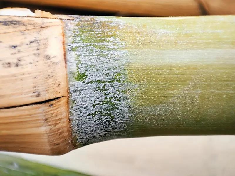 甘蔗霉变的原因是什么储存不当、温湿适宜，霉菌滋生导致甘蔗霉变