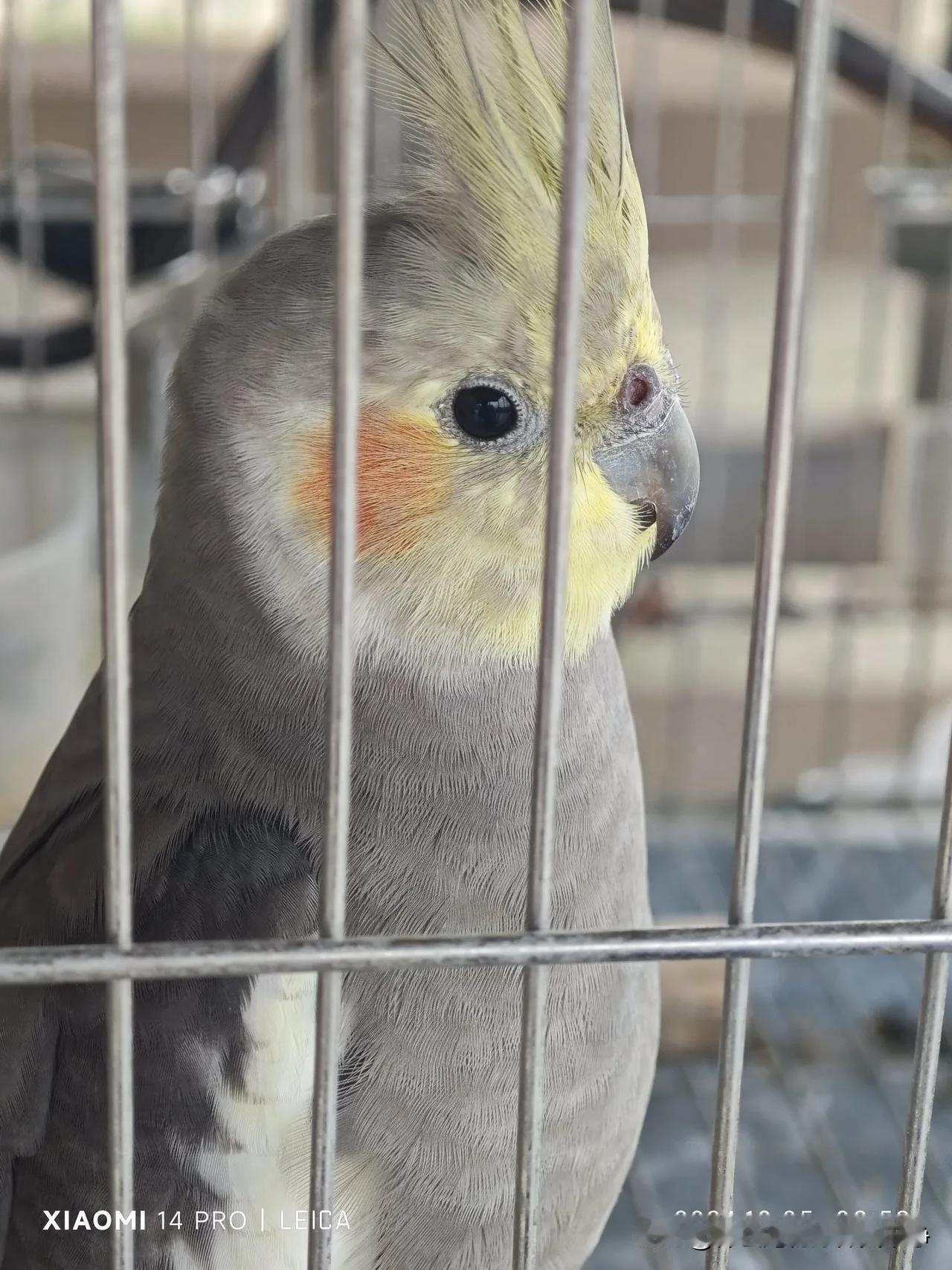 #秋日生活碎片打卡#原始灰玄凤鹦鹉母鸟