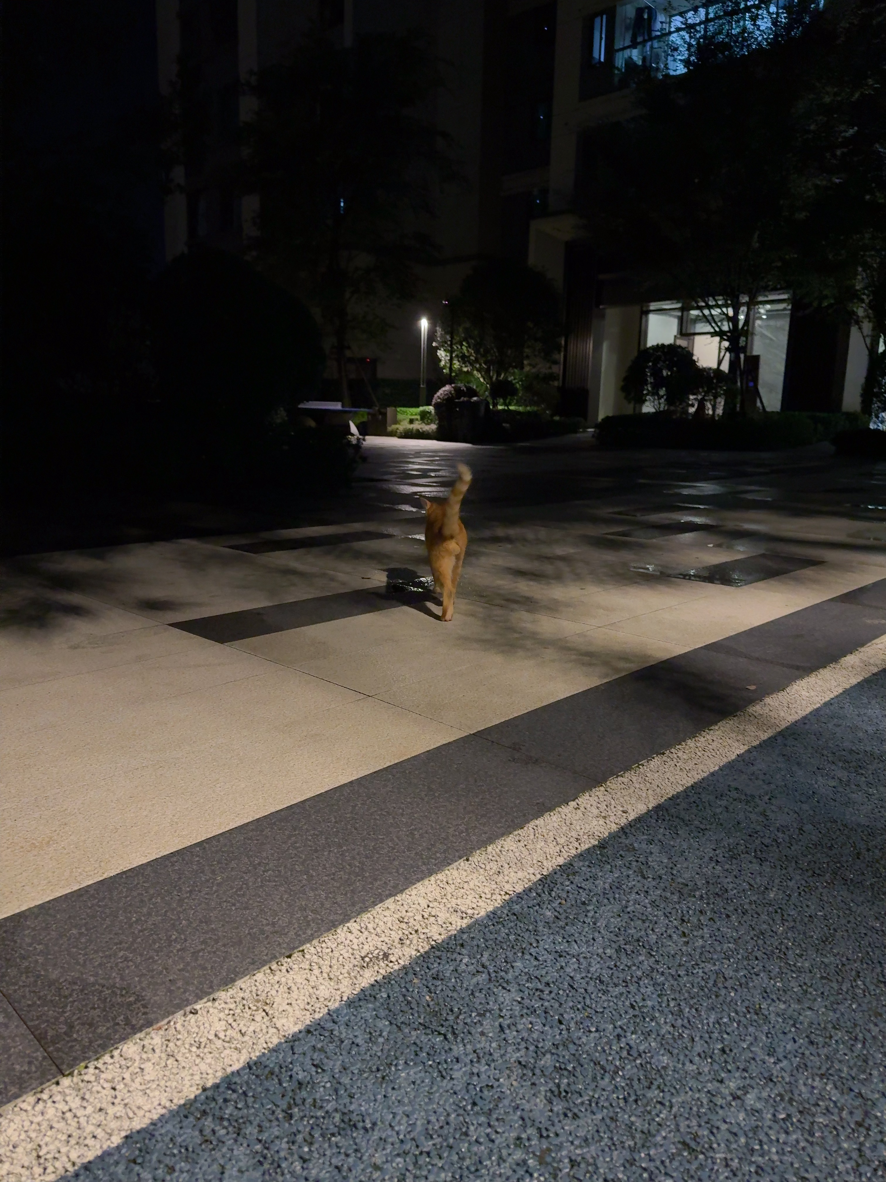 黄毛出去鬼混两天回来饿惨了